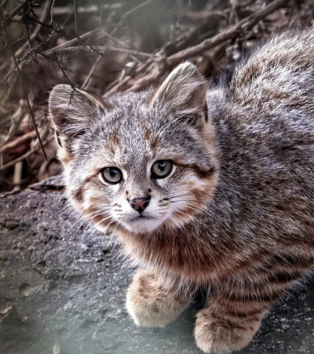 Hana_b30's tweet photo. They look like an illusion, but their crisis is entirely too real. 

Fewer than 100 Muñoa's pampas cats are left on Earth, silently losing a 10-year countdown against agricultural clearing. We aren't just losing an adorable species we are completely erasing a whole chapter of evolutionary history before we even get to understand it.
