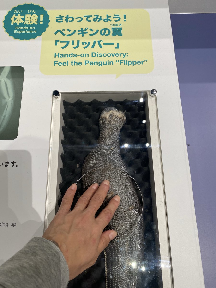 fumipolepole's tweet photo. 大南極展の展示にいろいろ触れてみた。ペンギンのフリッパーが固い。打ちどころ悪かったら骨いきそう。 https://t.co/VrsNyK7p2h