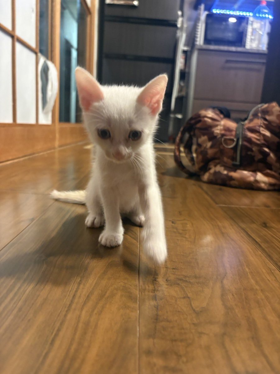 28ruse's tweet photo. 【子猫(♂)里親さんゆる募】

友達からSOSが入ったので共有します。

猫を多頭飼いしていたが自然に反するからという奇妙な考えのもと避妊手術をせず、子猫が6匹産まれました！！
しかし、飼い主は子猫を経済的に飼えません！！………は？
5匹は無事に里親さんが見つかり、最後の1匹です。 https://t.co/33troiJ3hq