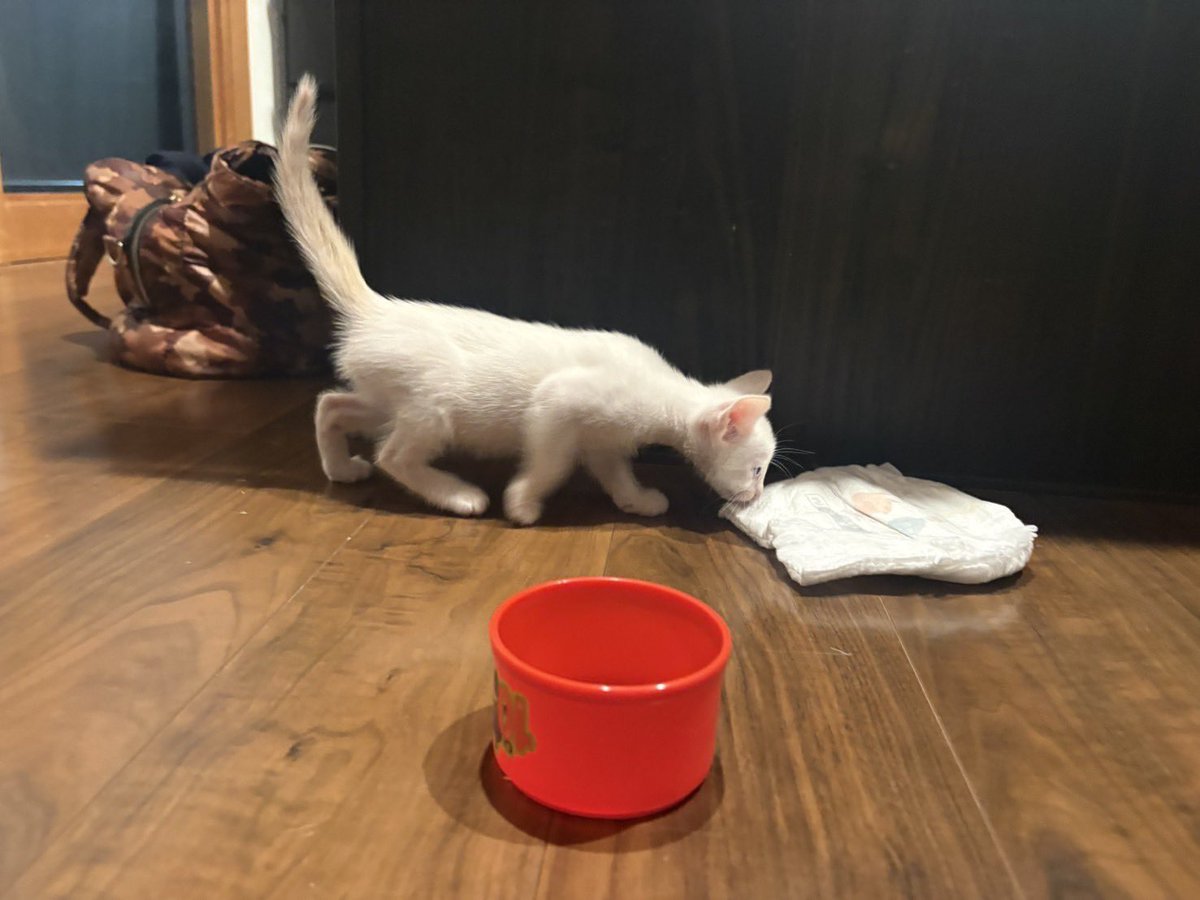 28ruse's tweet photo. 【子猫(♂)里親さんゆる募】

友達からSOSが入ったので共有します。

猫を多頭飼いしていたが自然に反するからという奇妙な考えのもと避妊手術をせず、子猫が6匹産まれました！！
しかし、飼い主は子猫を経済的に飼えません！！………は？
5匹は無事に里親さんが見つかり、最後の1匹です。 https://t.co/33troiJ3hq