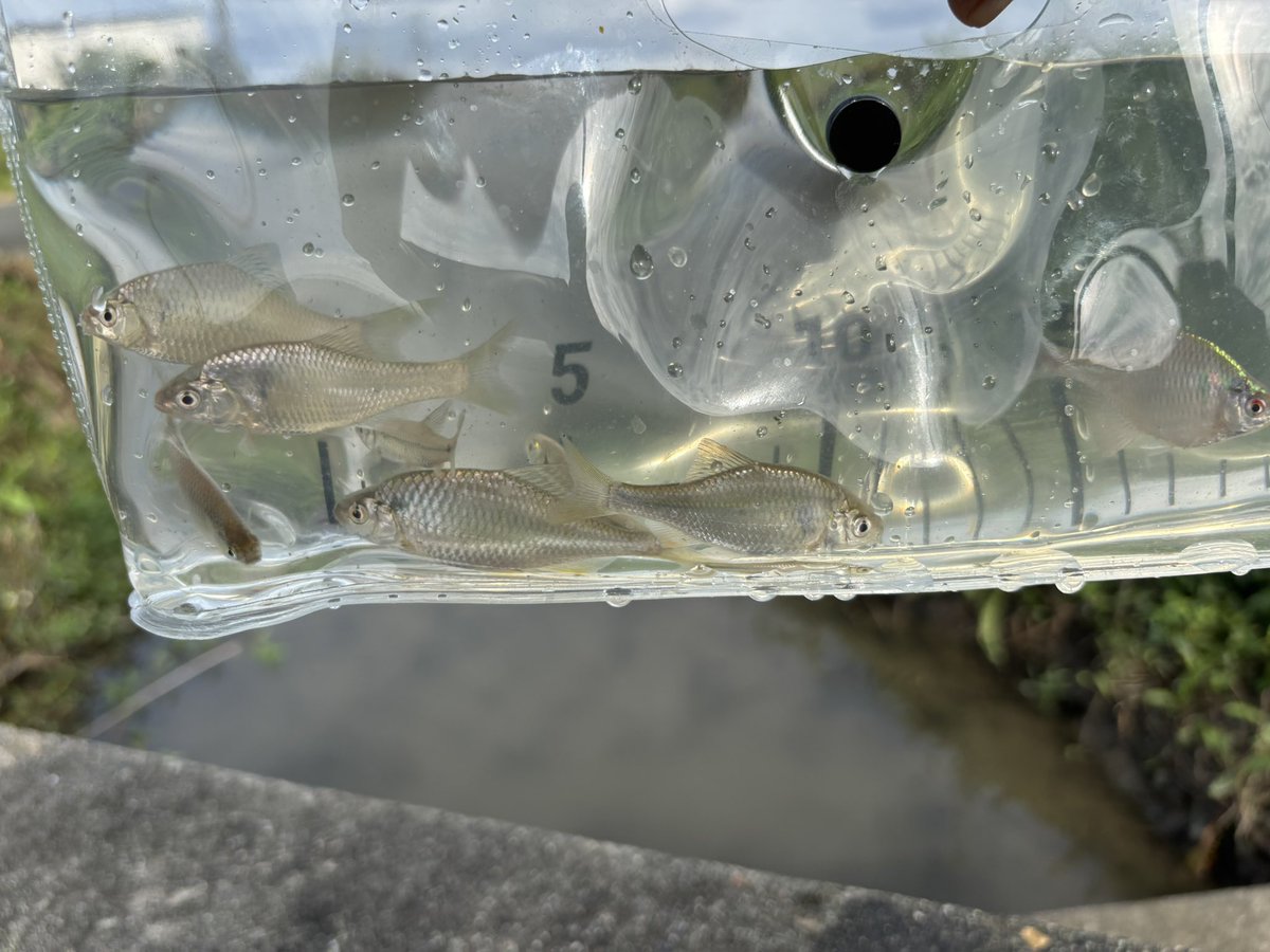 hidehisa5's tweet photo. お昼から半日タナゴ釣り。
ヤリタナゴ、カネヒラ、バラタナゴ
あと最近はアブラボテも釣れます。埼玉も多種多様化しております。
最後に釣れたのがアカヒレタビラ！？かと思ったけど今の時期色が出てるのはカネヒラかな（細いけど）。いい季節になって来たので次は自転車で回ろうかな。 https://t.co/OLfd8NDpvC