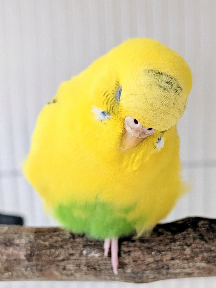 motokichy's tweet photo. 30gとは思えない存在感🐥✨️
水浴びしてふわふわになってリラックスしてるラピちゃん♡ https://t.co/Rgy4IzHxto