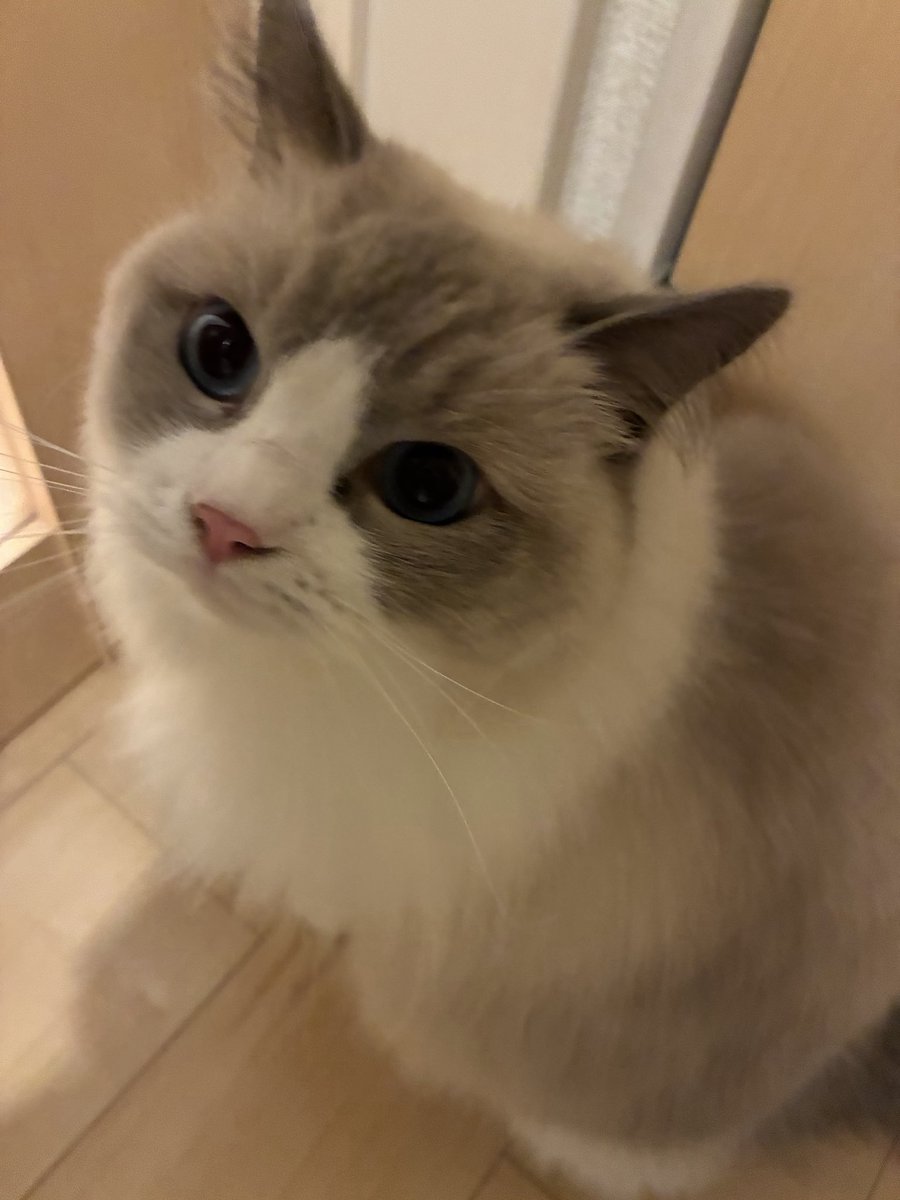 nnspln's tweet photo. お出迎えたぬきありがとう₍ᐢ⓿ᴥ⓿ᐢ₎ https://t.co/EldNi4kDiq