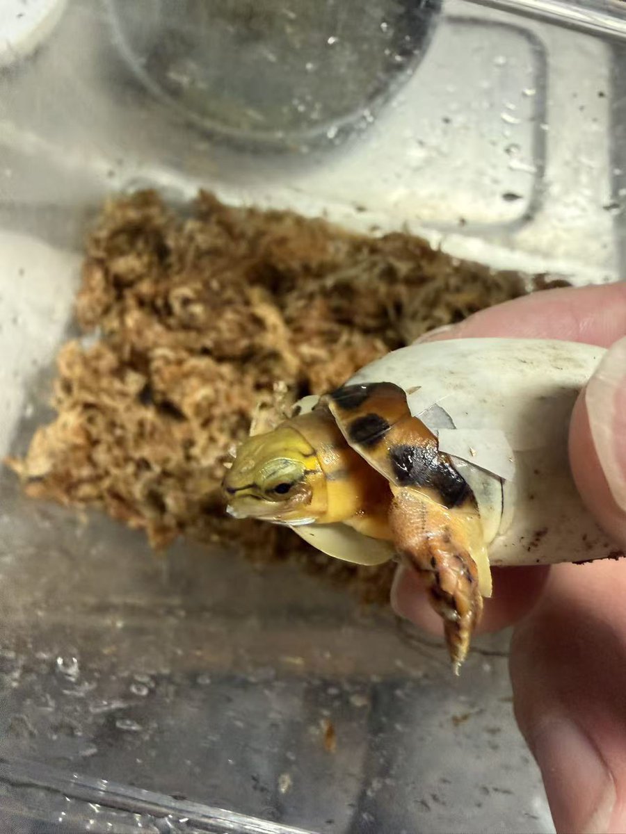 ReptileWanted's tweet photo. マッコードハコガメやっと孵化が始まりました！🐢✨
毎年この瞬間はやっぱり嬉しいですね☺️
このままみんな無事に出てきてくれますように。
この後の子たちも順調に続いてくれますように！

#マッコードハコガメ https://t.co/bestTomnza