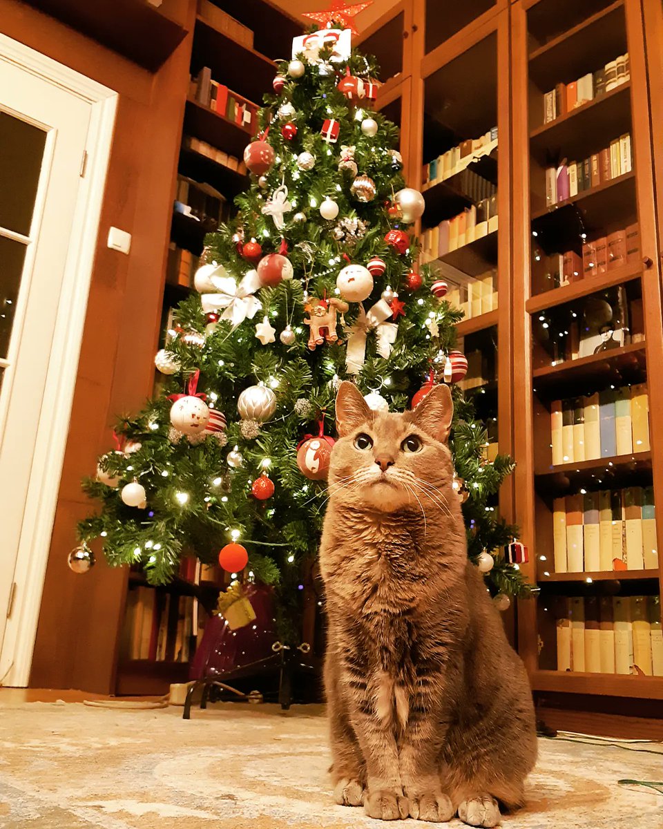 CourtneyFi1a80's tweet photo. Wishing everyone a Merry Christmas and a Happy New Year! https://t.co/X8AlWgLzFh