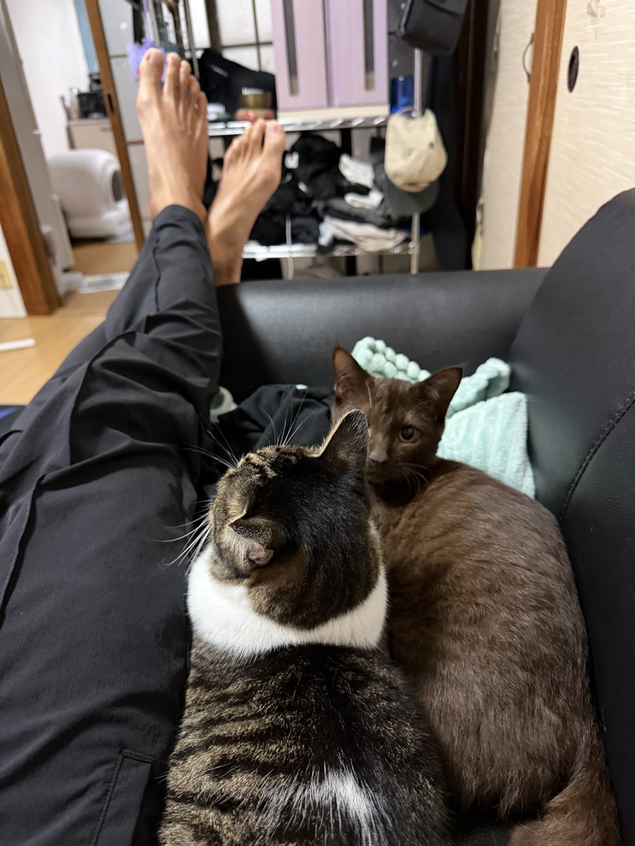 93_Kuuu's tweet photo. 僕のけつ…ソファから半分でてるんですが… https://t.co/erYoYXpB47