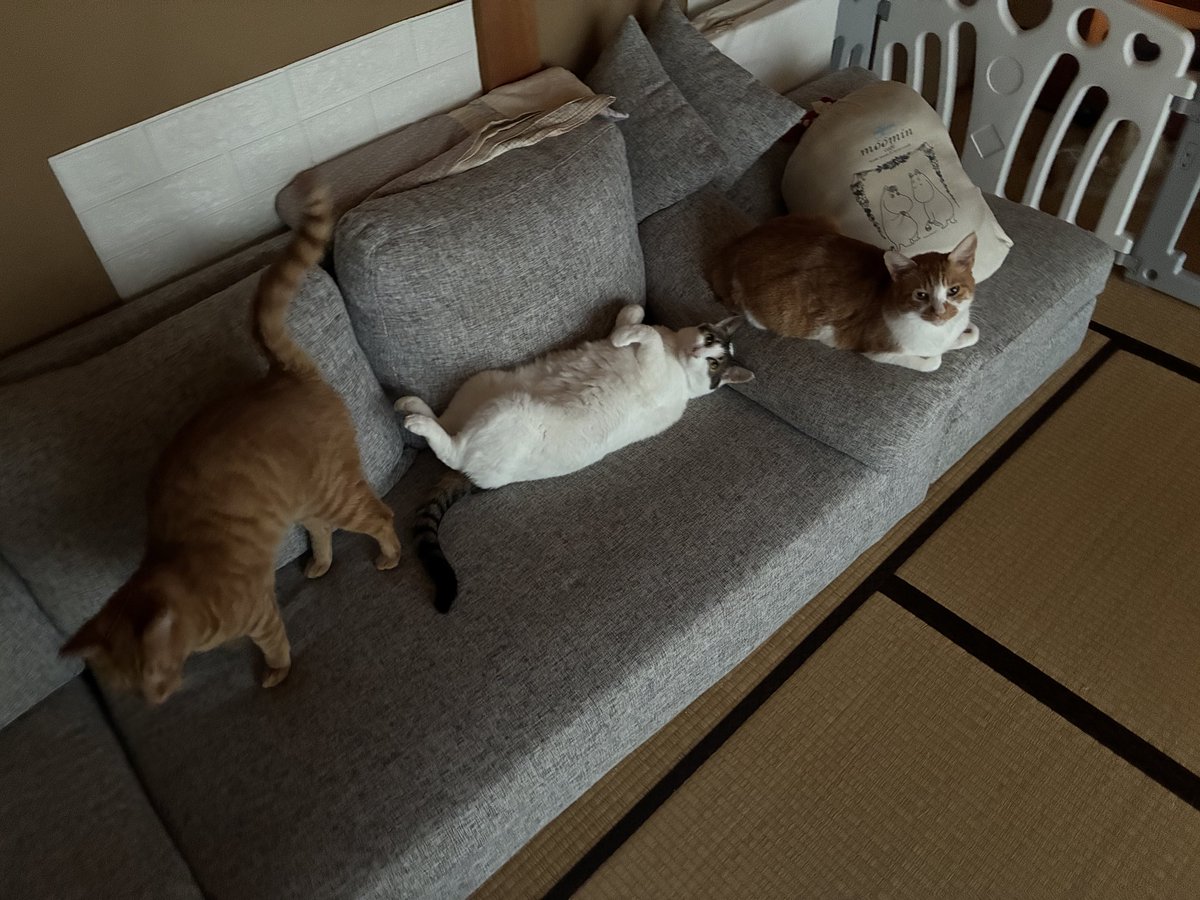Cat_Designyer tweet picture