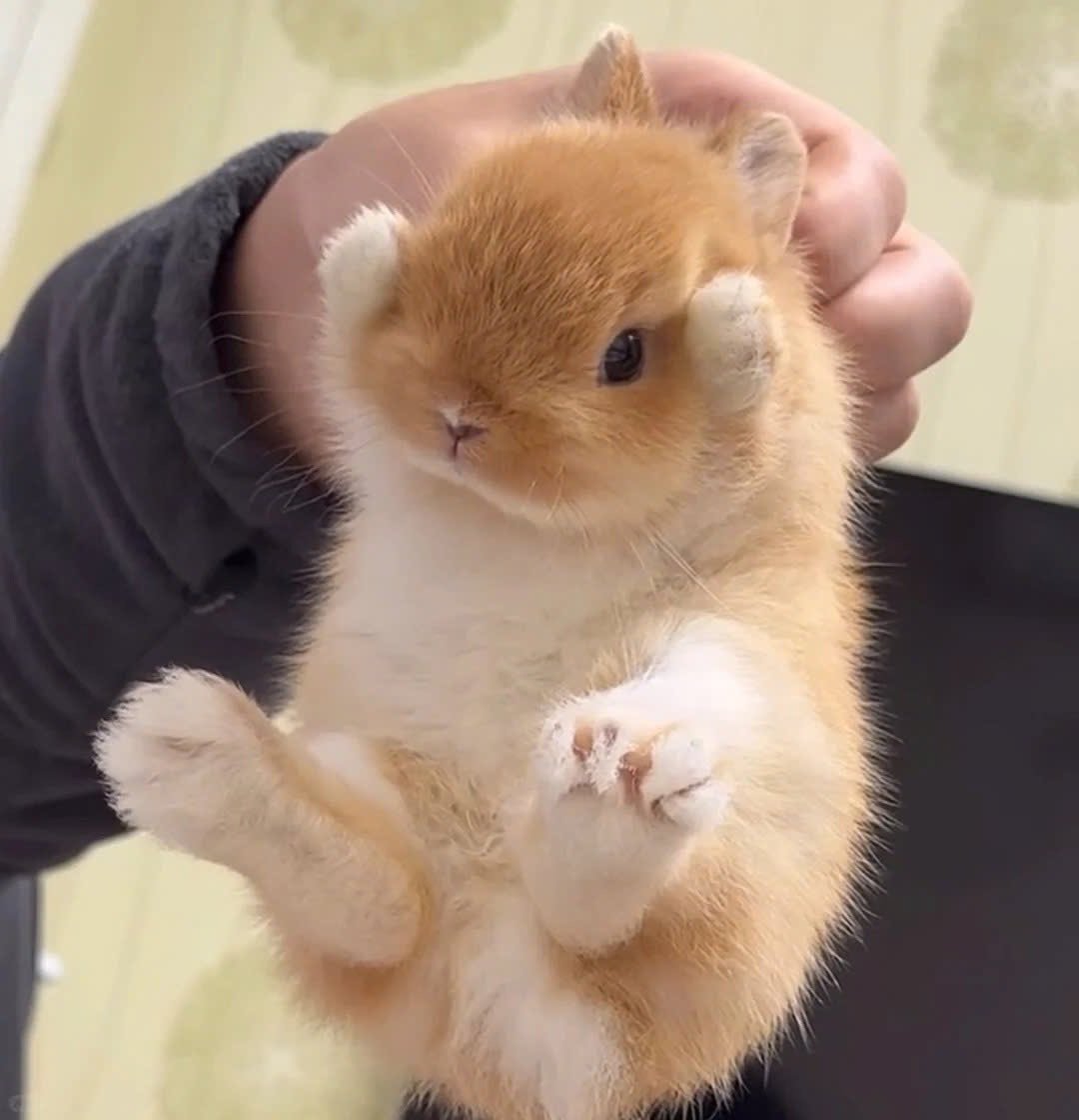 Woon_sagi's tweet photo. 🐰💕🐰💕🐰💕🐰💕🐰💕🐰💕 https://t.co/SfV5SEUF0z