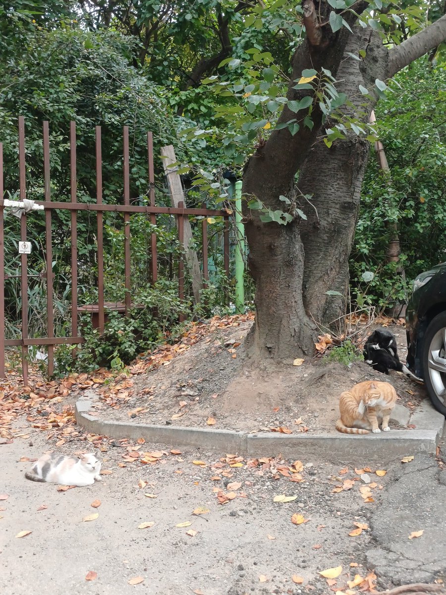 dir_lim tweet picture