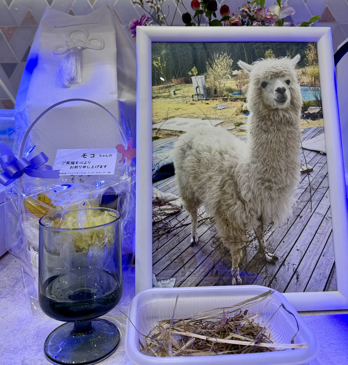 alpacafuwa's tweet photo. モコちゃんとお家に帰ってきました🏠🦙
火葬場でずっと泣き崩れてヤバかったです
遺影は皆さんに選んでもらったドヤ顔モコちゃんにしました！
今まで可愛がってくださりありがとうございます🦙💕
死因等は落ち着いたらお話ししたいと思います😌 https://t.co/wxuFCwSSQ6