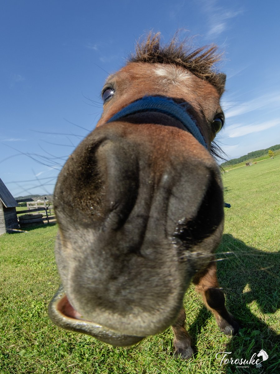 torosuke_uma's tweet photo. スミレ「ねえねえ、それなぁに？美味しいもの？🐴（クンクン）」
カメラに興味津々で、限界までお顔を近づけてきたスミレちゃんです🤣
＃おひさま牧場
＃ミニチュアホース　＃ポニー https://t.co/AGJqzvJyQc