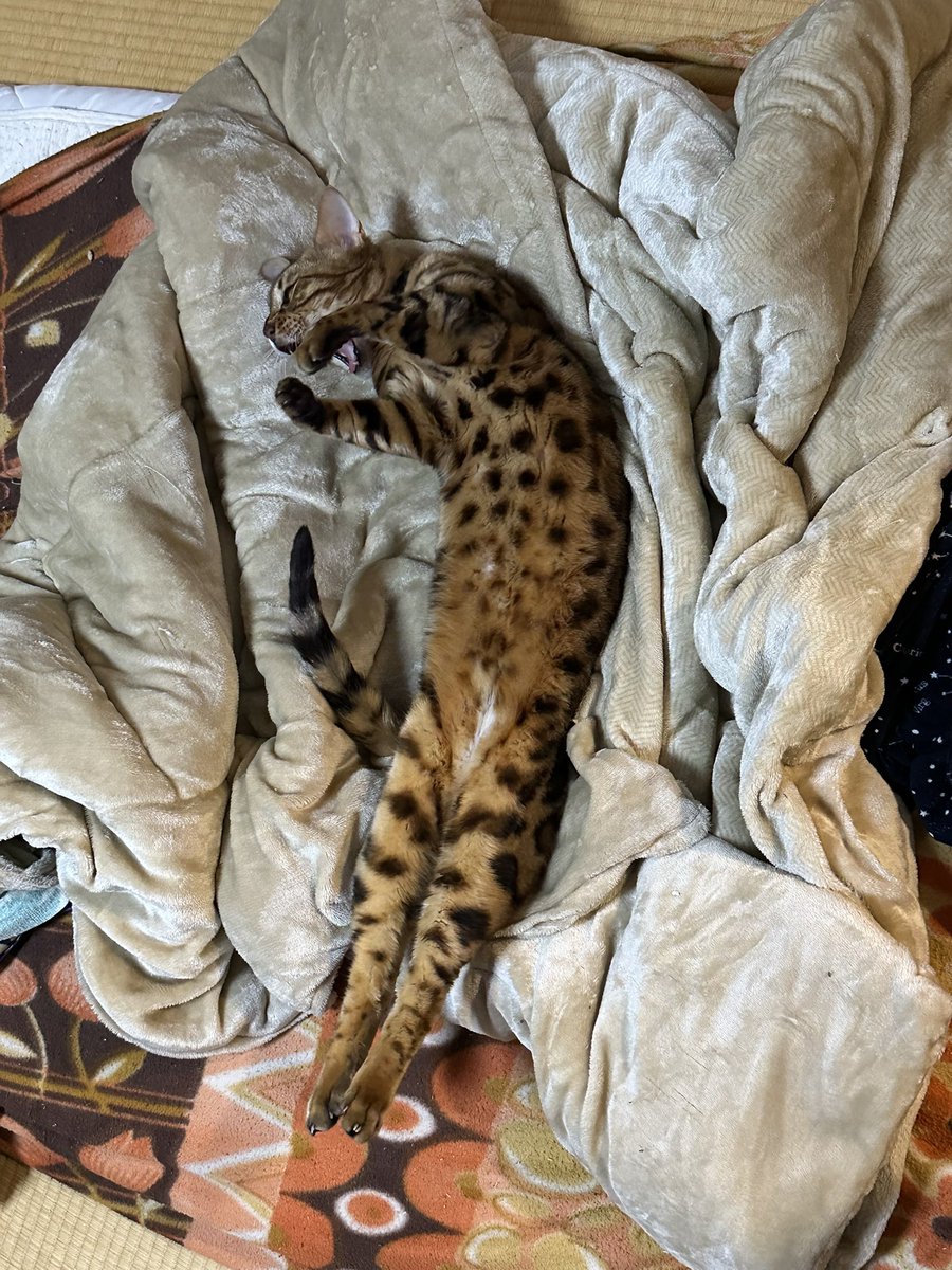 Sawa_Shigeto's tweet photo. これうちの猫じゃないよな… https://t.co/1pfb2qGbSD
