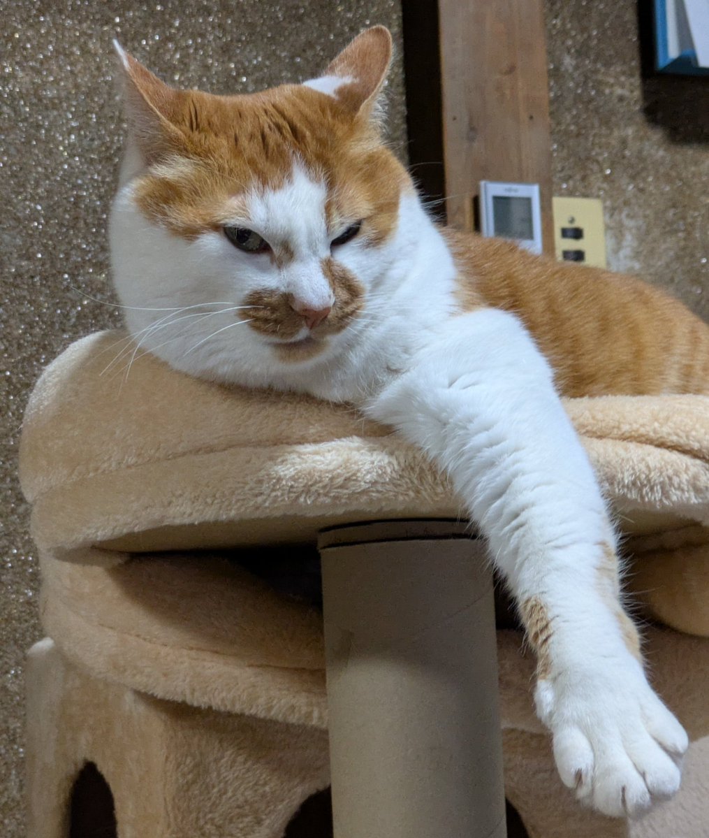 takarabako20201's tweet photo. 【シルバーウィーク限定】
猫の手サポートセンター特別企画！📣
農作業(稲刈り)で猫の手を借りたい方を大募集！🌾
ただし、言う事は一切聞きません！🐈️ https://t.co/mI9jB2Uppj