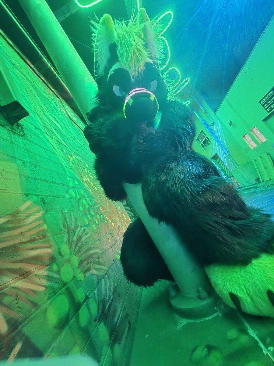 Whufffluff's tweet photo. ✨ Your local alleyway wolf ✨ 

#fursuit #fursuitfriday 

📸: @_ShadowRK9 https://t.co/3Ktz8ycDvM