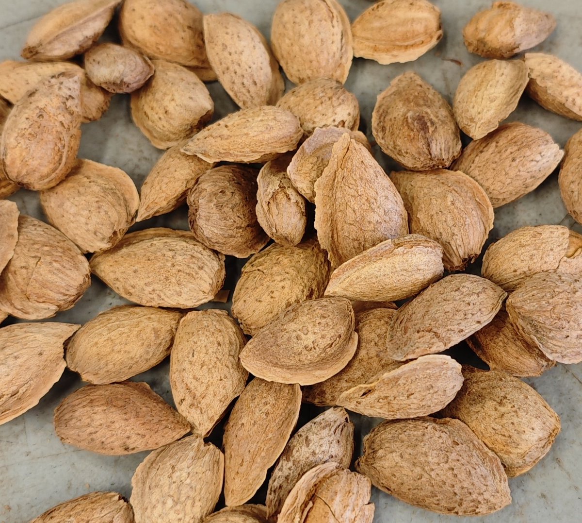 roigborrell's tweet photo. A very intense week at @BORRELL_USA: almond hulling trials, pistachio cracking tests, collaboration with Merced College, and intensive training of our AI models with California almonds.

Innovation, manufacturing and applied research, all moving forward! https://t.co/Dp5PDPbnun