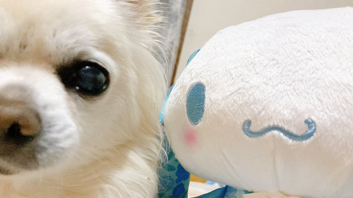 saorin765's tweet photo. 3年🌈おかえり🩵☺️ https://t.co/82Il4fdKWi