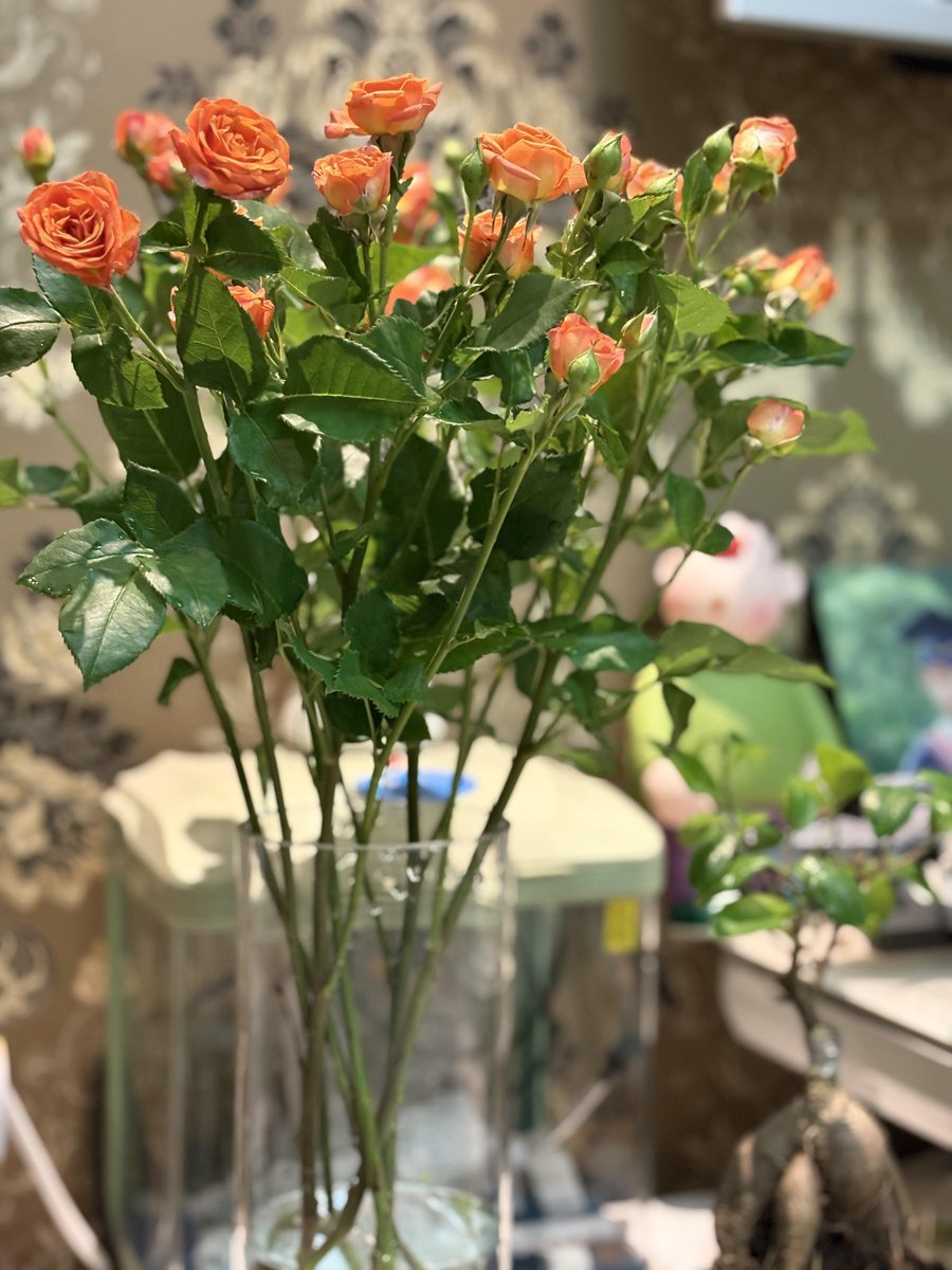 upbapRina's tweet photo. Buying groceries is life, buying flowers is loving life. https://t.co/tf6p1uWvr0