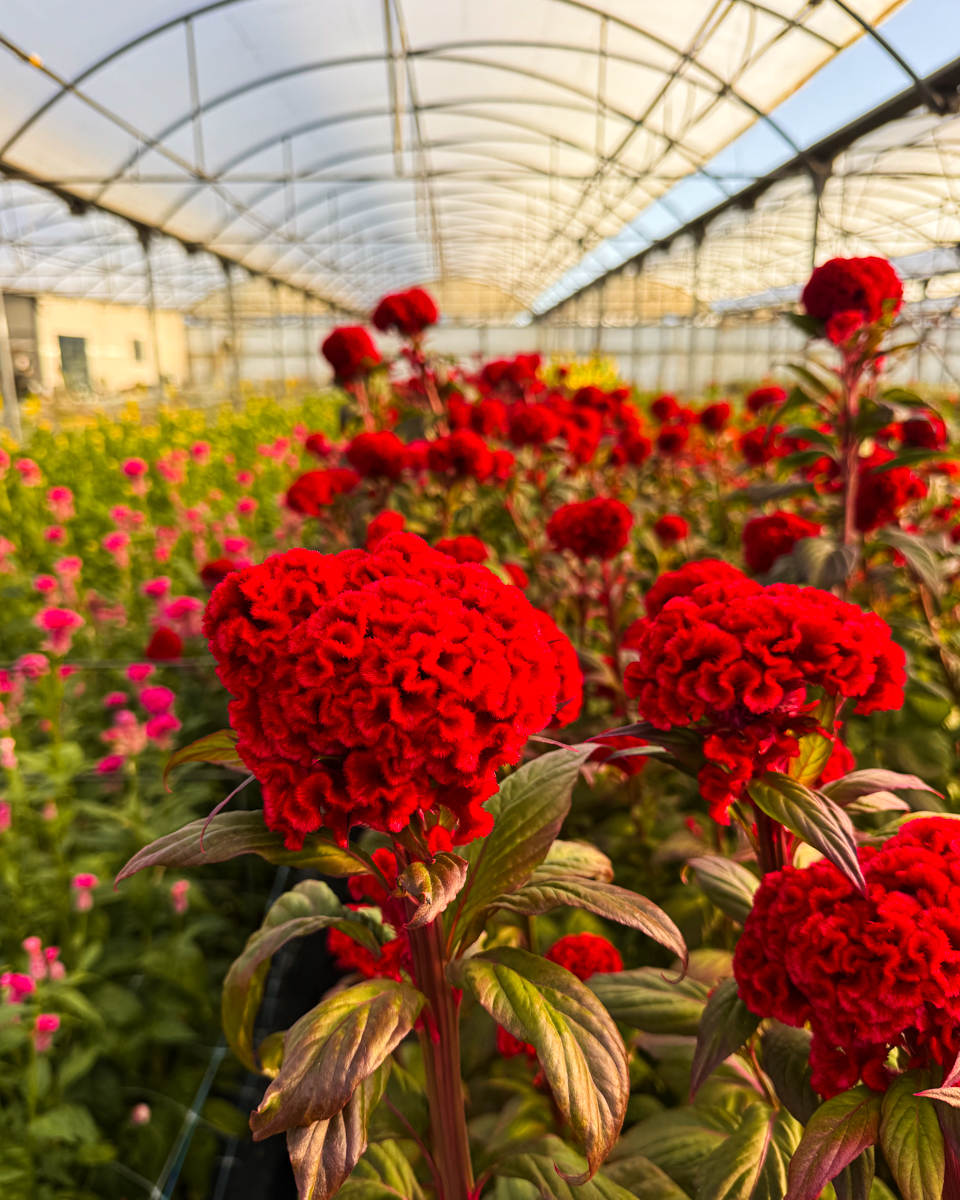 florinevept's tweet photo. Textura, intensidade e personalidade ❤️ A Celosia cristata Florineve destaca-se pelas suas flores aveludadas e pelo vermelho intenso, dando força e expressão a qualquer composição floral.

#florineve #floresdeportugal #celosia #celosiacristata https://t.co/tcvMOzvKmE