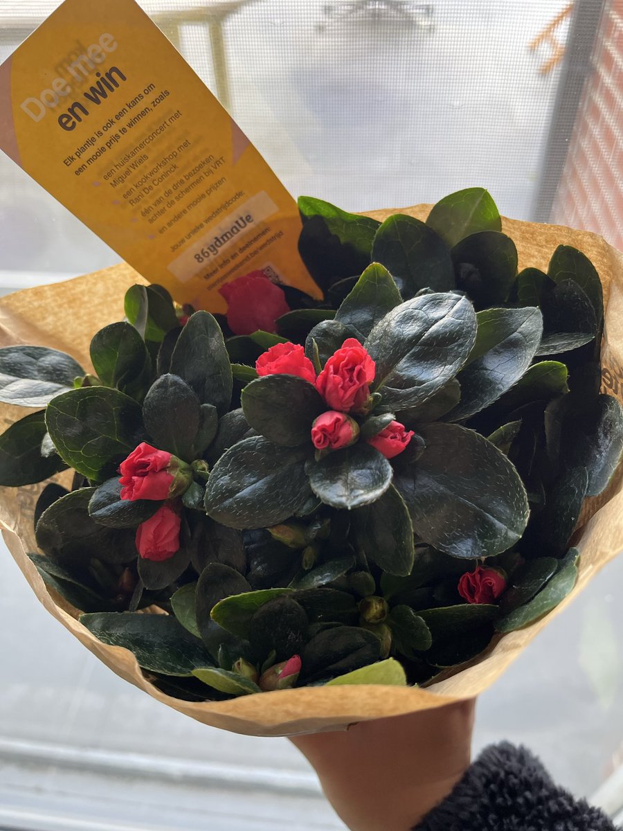 belgiumbier's tweet photo. 玄関チャイムがなったから嫌な予感はしてたけど、おばあちゃん2人が花を持って立っていた。

ガンの方への支援で10ユーロを失った。

いつも思うけど支援金額が無職には高いのよ。断りづらい内容だし。
1ユーロとかにならないかな https://t.co/CGT7nABdiG