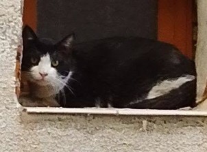 MissingTarn81's tweet photo. 18.09.26 Trouvé chat noir/blanc à Lavaur. Tatoué, mais sans réponse des proprios...Contact : https://t.co/wj4KmXhd4t #Tarn https://t.co/nyVzzGYx84