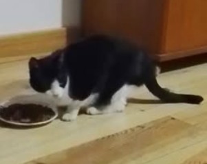 MissingTarn81's tweet photo. 18.09.26 Trouvé chat noir/blanc à Lavaur. Tatoué, mais sans réponse des proprios...Contact : https://t.co/wj4KmXhd4t #Tarn https://t.co/nyVzzGYx84