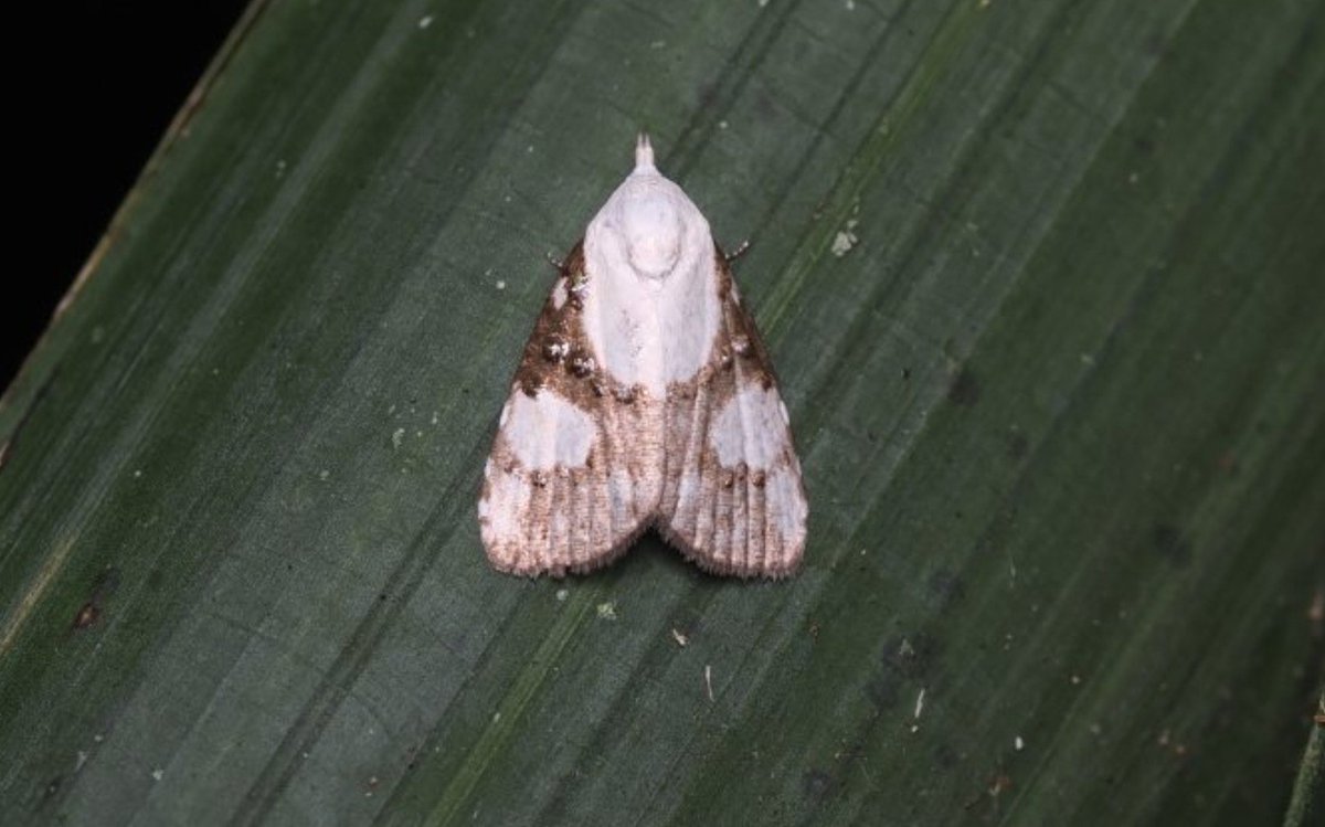 FritillaryLilly's tweet photo. Stunning day-flying #moths #indonesia #ento #Entomology #lepidoptera #TeamMoth #MothsMatter #TwitterNatureCommunity #invertebrates #wildlife https://t.co/HRCHdHiPVm
