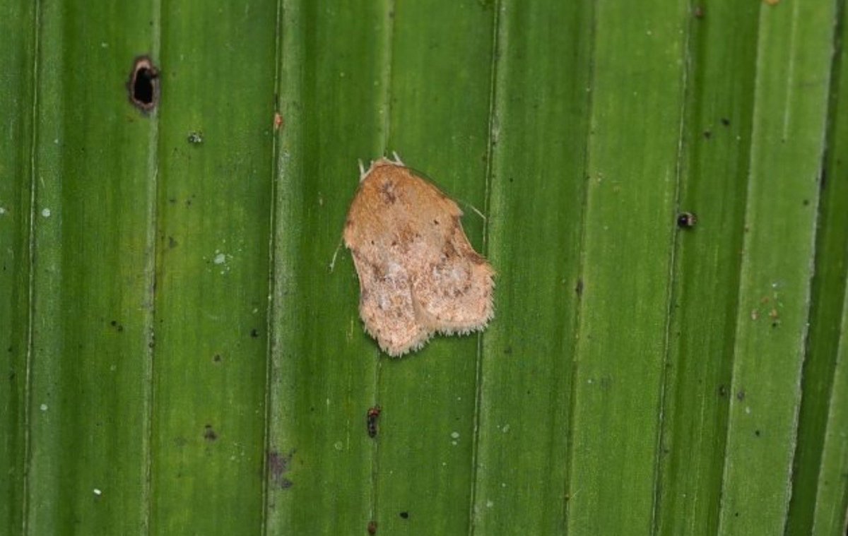 FritillaryLilly's tweet photo. Stunning day-flying #moths #indonesia #ento #Entomology #lepidoptera #TeamMoth #MothsMatter #TwitterNatureCommunity #invertebrates #wildlife https://t.co/HRCHdHiPVm