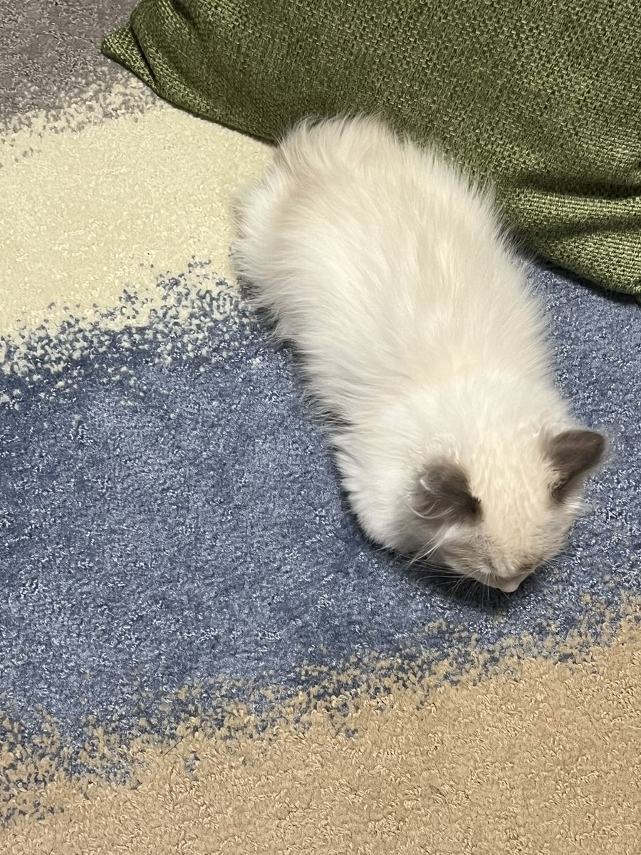 hanpen_biyori's tweet photo. はんぺんがパヤパヤこねこだった頃 https://t.co/P4vzAInIMJ
