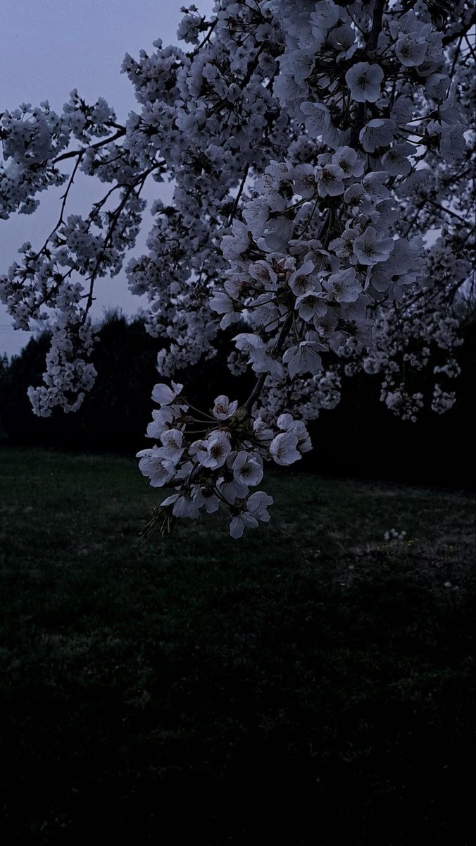 gloomyvisuaIs's tweet photo. Bloom in gloom… https://t.co/vnkd1cSqKi
