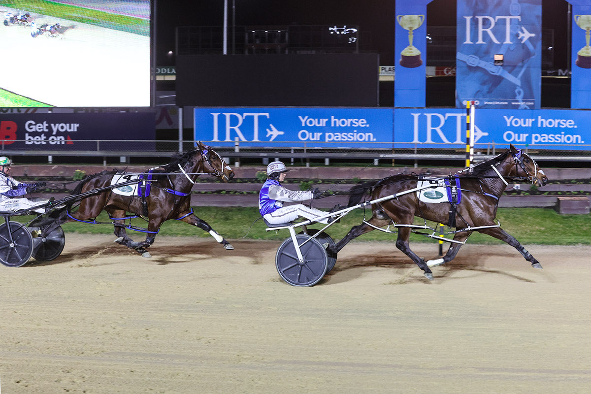 NZSiresStakes's tweet photo. @TracksideNZ @AddingtonNZ @HarnessRacingNZ @WoodlandsStudNZ The superlatives are following for this super colt who claims Captain’s Mistress as a sister &amp; Merlin a 1/2 brother. All roads lead to @AddingtonNZ on Go Media NZ Cup Day for the Group One @WoodlandsStudNZ Sires’ Stakes 2YO C &amp; G Final. BAMM BAMM 💥 what a race this will be 🤩 https://t.co/rmLHwVxzzb