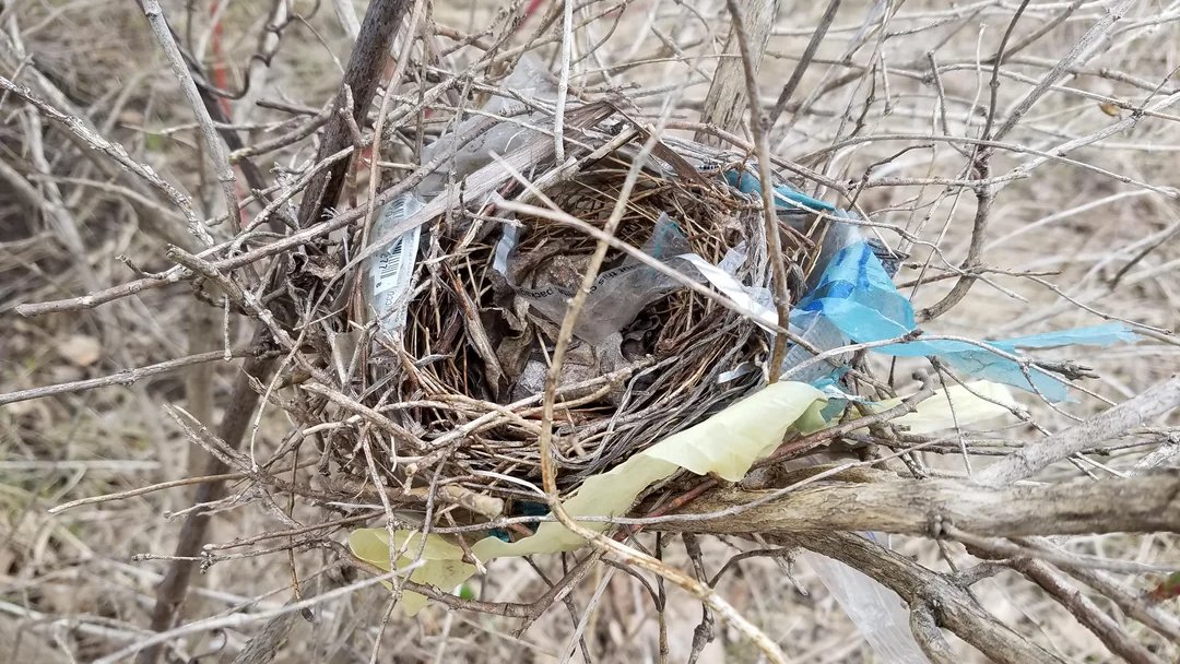 giveashitnature's tweet photo. Birds are building nests with dryer lint, wrappers and fishing line, and it’s killing the babies.

Nests have always included whatever material birds can find. The problem is what our landscapes now offer them: strips of plastic, synthetic fibers and loops that can tighten around a leg, wing or neck.

A wrapper woven into a nest is a record of where the trash ended up. Fishing line is worse: it is strong enough to keep holding after a bird becomes tangled, and nearly invisible when stretched through branches.

Dryer lint is a close second. It's loaded with chemicals and, when wet, holds moisture, chills babies and eggs, and can cause the nest to fall apart entirely. 

Picking up litter really doesn't seem like doing much, but every piece of loose plastic and line that you pull is a songbird nest made a little safer.

The birds didn't choose a plastic world. That was our choice. But they're stuck building with the shit we've left them.
