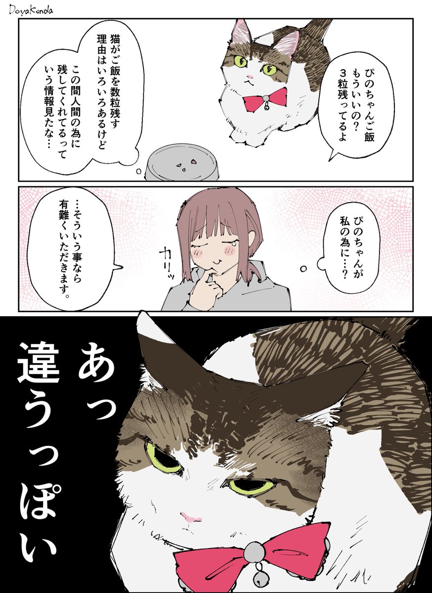 DoyaKonda's tweet photo. 残しておいたご飯を取られたぴの女王 https://t.co/4SdfyA4fHJ