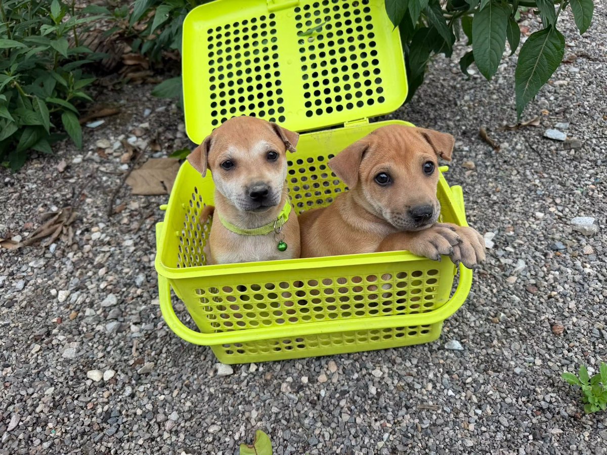 malimalineee's tweet photo. เด็กๆยังตามหาบ้านที่อบอุ่นอยู่นะคะ🏠🐶🐶
เพศชาย และ เพศหญิง
อายุ 1 เดือน 14 วัน
ทำหมันแล้ว รับวัคซีนแล้ว จาก soi dog
นิสัยน่ารัก ติดคน
ชายชื่อ ดุ๊กดิ๊ก หญิงชื่อ จิ๊ดริ๊ด 
อย่างให้เด็กๆมีบ้านหลังสุดท้ายที่อบอุ่น
รักน้องจริงๆ ดูแลยามเจ็บป่วย ไม่อยู่ในพื้นที่อันตราย
ข้อสำคัญมากๆคือ รักน้องจริงๆ 🙏🏻🥺
ขอเป็นบ้านที่รับน้องทั้งคู่นะคะ น้องสนิทกันมาก พี่น้องท้องเดียวกัน🐶🐶
หากพี่ๆท่านไหน คิดว่าสะดวกรับและดูแลรักน้องจริงๆ
ขออนุญาตคัดบ้านให้เด็กๆนะคะ🙏🏻🙏🏻🙏🏻
ติดต่อมาสอบถามได้เลยนะคะ 
0820396909 โบ
พิกัด โพธาราม ราชบุรี 
#ลูกหมาหาบ้าน