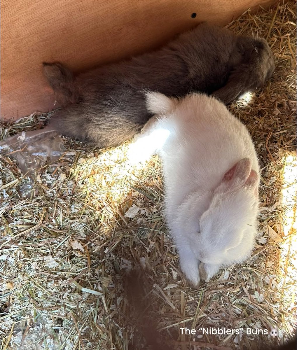 KristiBatiqnv's tweet photo. Did you know? You can tell a bunny is happy when they
✅ Binky—jump and twist in the air
✅ Flop onto their side
✅ Make soft tooth-clicking sounds like purring
✅ Explore their space with a relaxed posture https://t.co/jym6ECAjKG