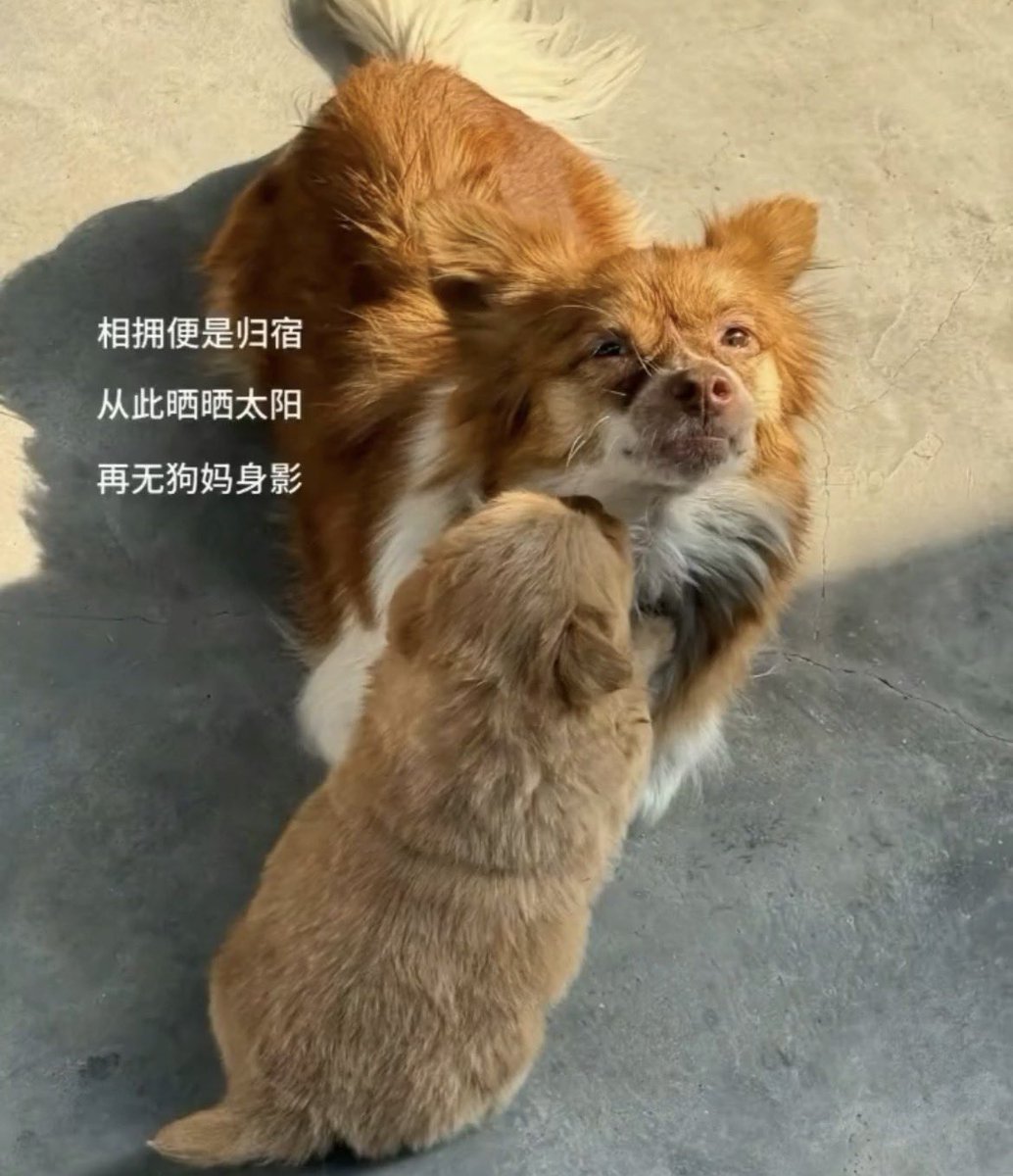 fuuchan1019's tweet photo. 旺旺，我们不会忘记你。 看到的中国朋友，请一起支持。 让世界对动物更温柔。
旺旺、私たちはあなたを忘れない。 見ている中国の皆さん、どうか一緒に支えてください。 動物虐待ビジネス撲滅！
#旺旺 #停止虐待动物 #善良很酷 #JusticeForWangwang https://t.co/brEicvY7bF