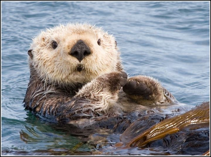 Phasmo_99's tweet photo. La verdad es que si.
Nutria marina // Nutria del amazonas https://t.co/v2kKZgFNeS