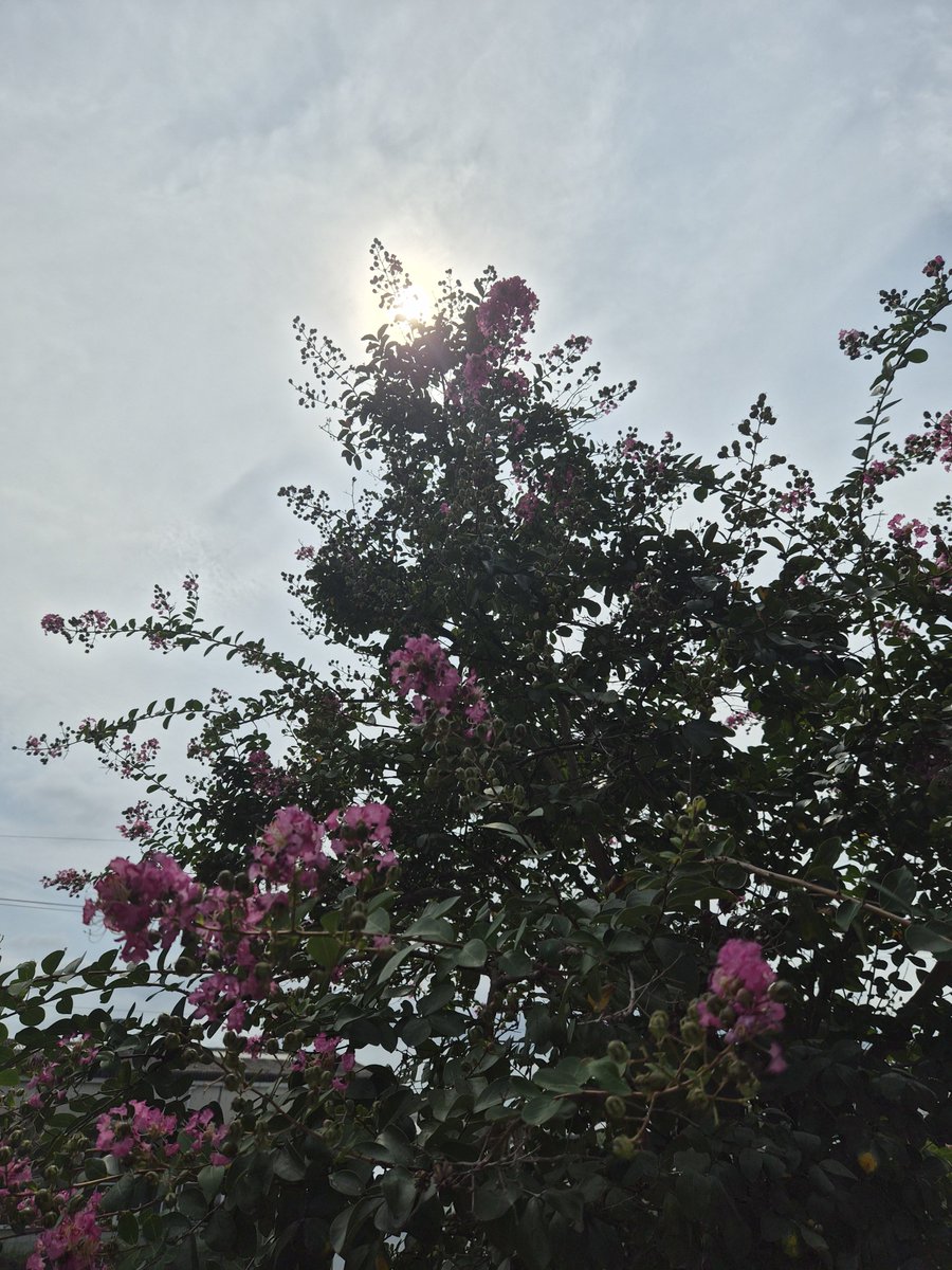 houdeiJAM's tweet photo. #サルスベリ
#夏の花
#秋
#木漏れ日

#子ども
#居場所
#子どもの居場所

#保育士
#ST
#言語聴覚士
#OT
#作業療法士
#PT
#理学療法士
#教員
#先生
#社会福祉士
#心理
#看護師
#資格
#エッセンシャルワーカー

#大学
#短大
#専門学校

#第二新卒
#転職
#就活
#土日休み
#アルバイト
#パート
#募集
#求人 https://t.co/UOg0TolUK2