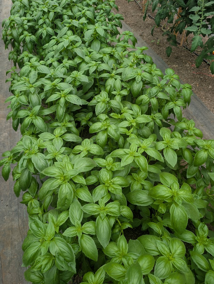 NutrientFarm's tweet photo. Organic Doron Basil now available.  https://t.co/Eq9Jx96mPP https://t.co/SYHnIguZFR