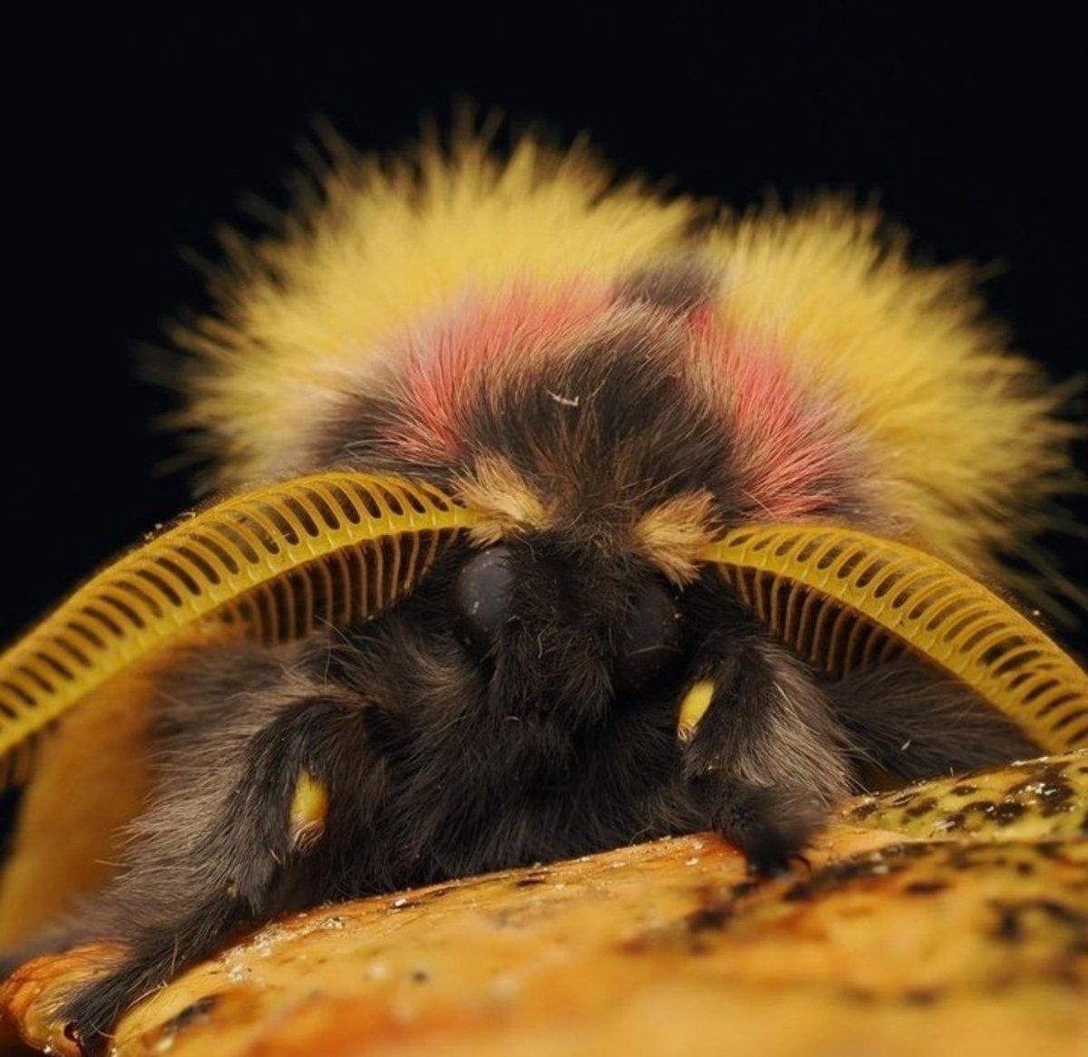 jbr_19892's tweet photo. 📣 HAPPY MOTH WEEK! 📣 
   
Cre : inaturalistorg https://t.co/mgHlSlzoNK