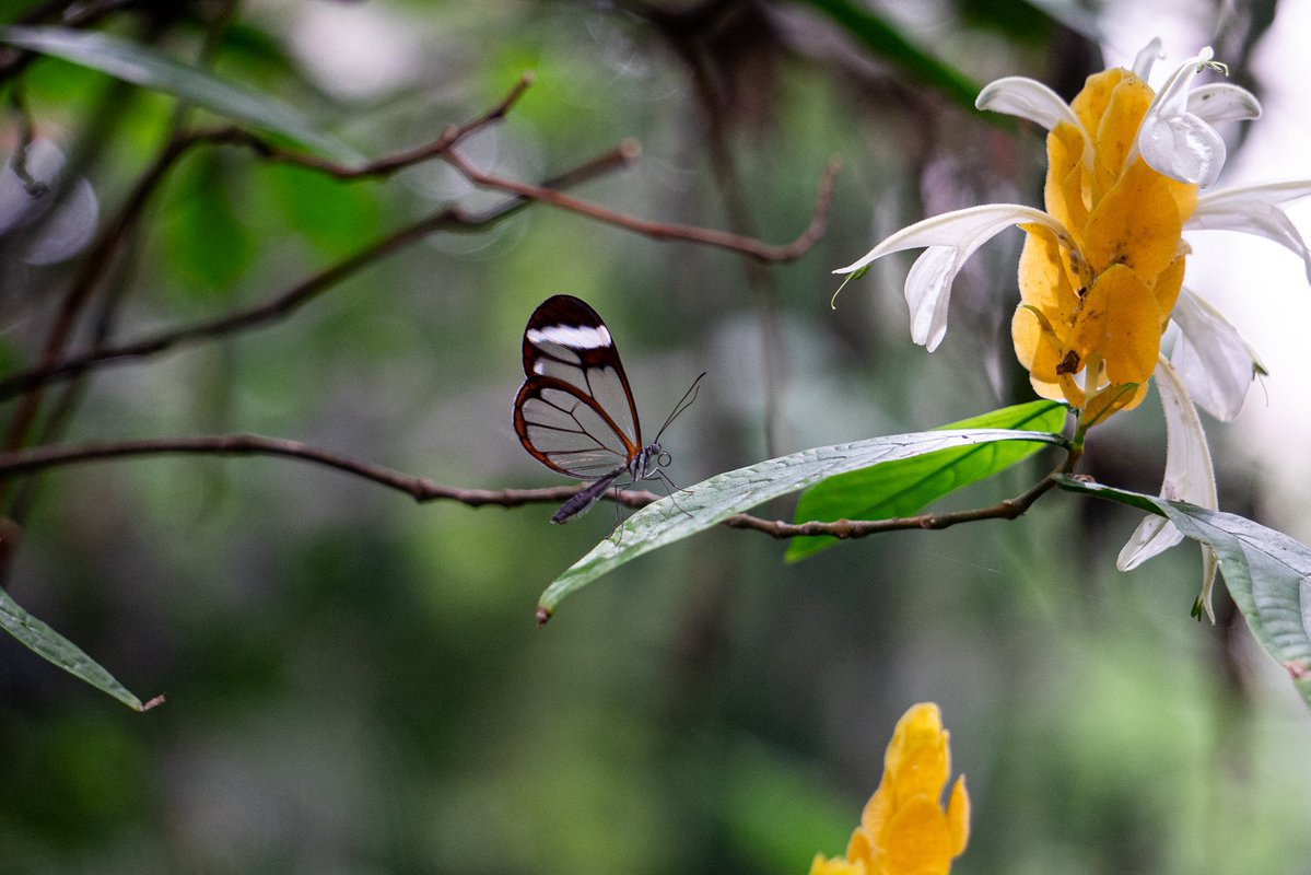 swannprincesse's tweet photo. First in my bloodline to see a glasswing butterfly https://t.co/OLEToI6JS7
