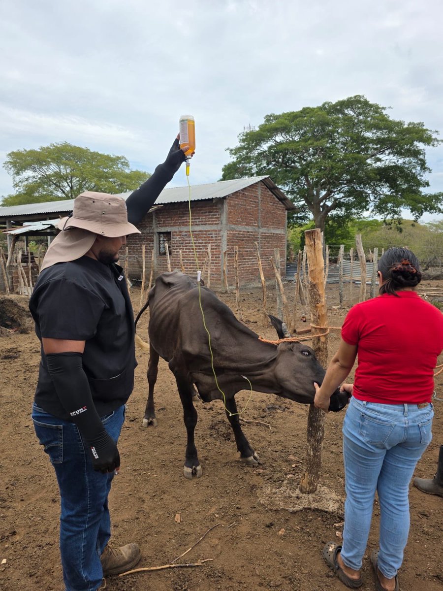 oscardomsv's tweet photo. Hasta el día de hoy, más de 33,000 ganaderos han sido beneficiados con las jornadas de vacunación, desparasitación y aplicación de vitaminas a más de 125,000 animales; además, les seguimos facilitando compra de concentrado para ganado a precios de entre $10 y $14, según el porcentaje de proteína. 

Hasta la fecha, hemos distribuido más de 16,000 toneladas de bagazo de caña y ya iniciamos el establecimiento del banco de forraje y pastos mejorados más grande de la zona oriental.

Las acciones se han intensificado ante la situación climatológica que estamos enfrentando; sin embargo, muchas de estas medidas de apoyo serán permanentes.

Seguimos trabajando…