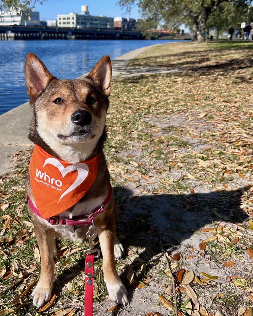 WHRO's tweet photo. #TeamDog or #TeamCat? Cast your vote &amp; donate today 💛

Get inspired with some pics of our team's cuddly companions! https://t.co/GS7rX7A4kn