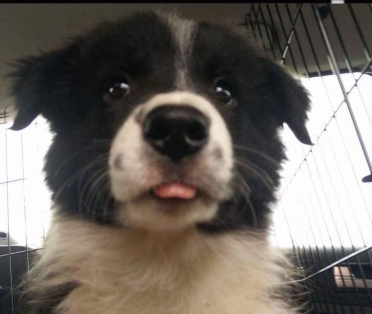 cocobutterpie_'s tweet photo. My fellow puppy 
We puppies will have the greatest opportunity to take over the world!! And no one can stop us.. not even our owners!! 
-

-
-
WHOS WITH ME !?? https://t.co/p16Xz4IYiJ