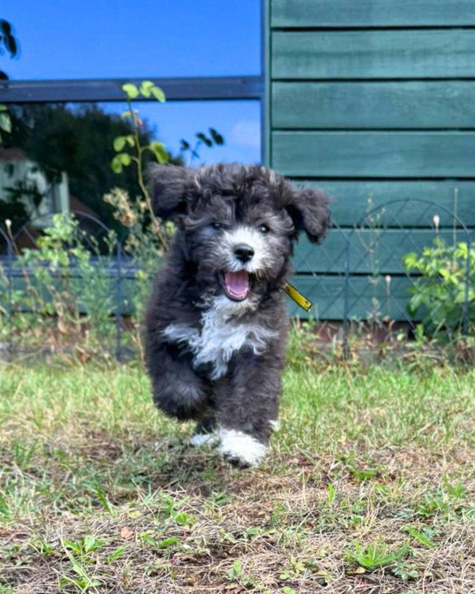 DT_WestLondon's tweet photo. Adorable Poodle X pup, Chia, is enjoying life in foster and is celebrating being reserved to her potential adopter! 🥰

#FosterFriday We are always in need of more brilliant foster carers, so if you are interested in becoming one, please apply today (link in bio)! https://t.co/3it00YZiMv