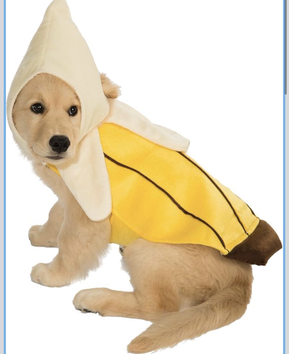 ParcivaII's tweet photo. Only thing getting me through today is imagining my dog in his Halloween costume I just ordered for him… #pictureit https://t.co/v7IUkD9wI5