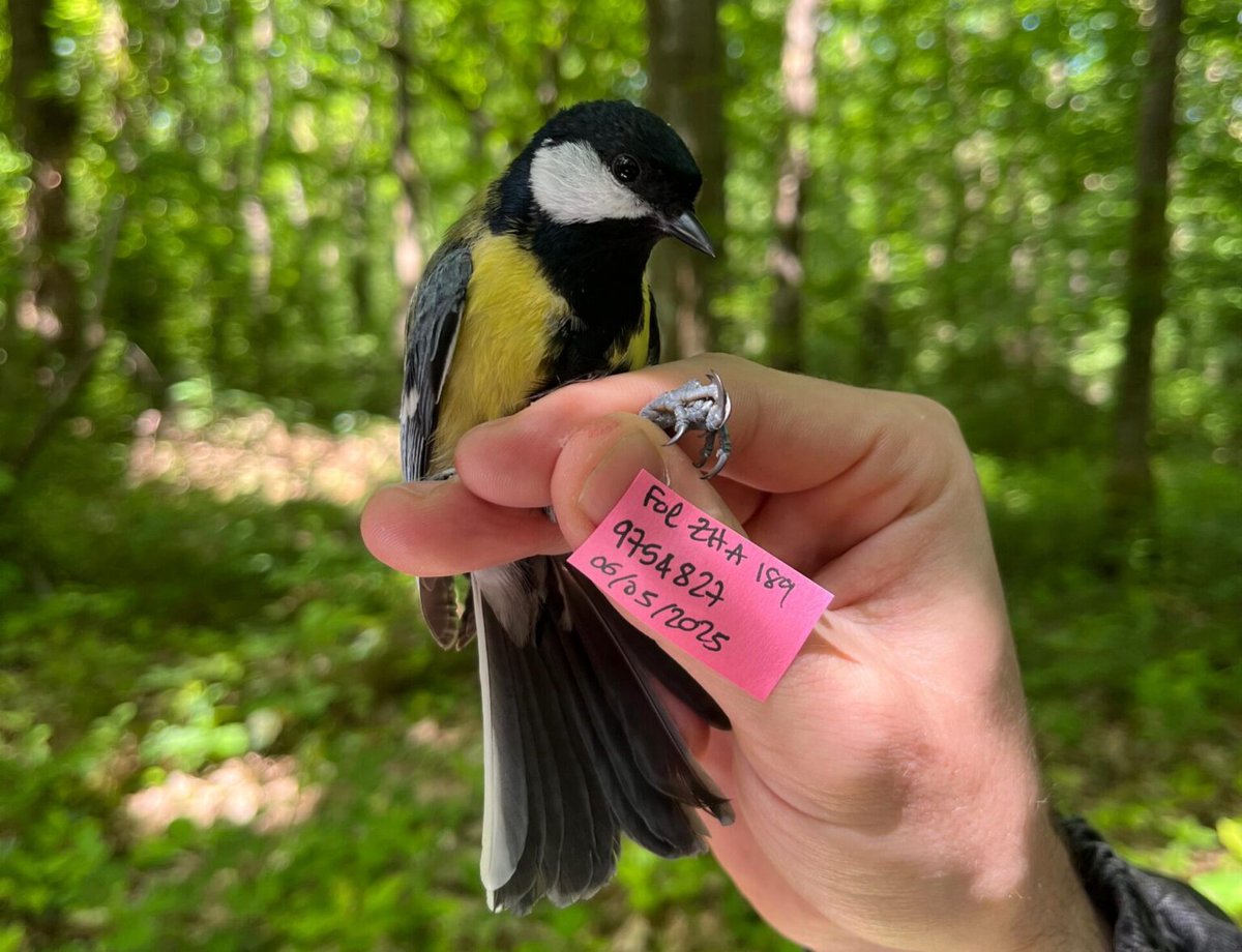 Nicolas_Bekka's tweet photo. New paper out in @AnimalEcology! 🔥🕺💃🔥

Across 6 European cities, great tits breeding in more impervious territories had paler carotenoid-based yellow plumage! 🐦‍⬛🏙️  

https://t.co/y2glnZrwV6

Huge thanks to everyone involved in long-term monitoring who made this possible! https://t.co/ZyDSxExxF5