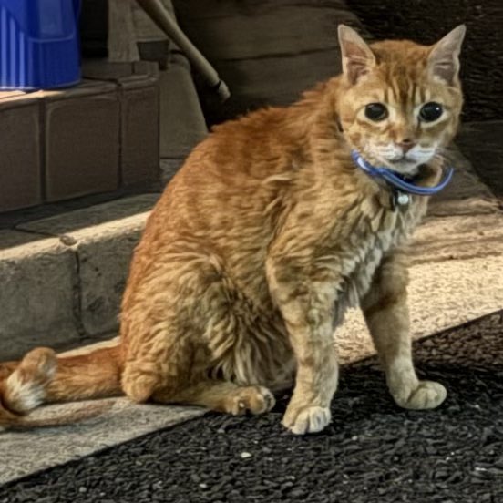 nomi_nekorinu's tweet photo. 大阪市で首輪を2つつけた茶トラ猫ちゃんを目撃しました。

保護にはいたらなかったのですが(車が来て逃げてしまいました)人慣れはしてたし流石に放し飼いできるような地域ではないので…😭ご家族の元へ帰してあげたいです。
迷子猫でお探しの方いましたら詳細お伝えします。
#迷子猫 #迷い猫 #拡散希望 https://t.co/0aSBRtTTpo