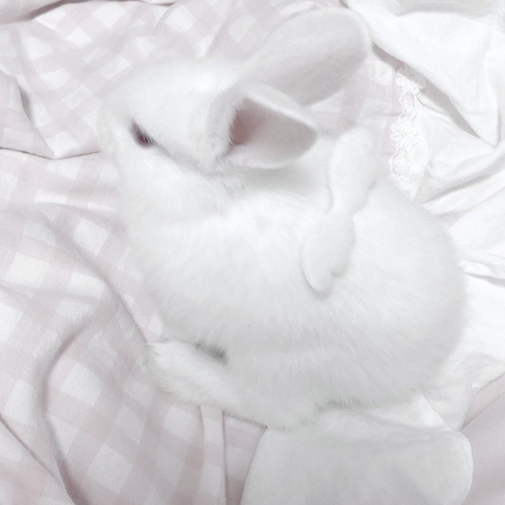 princessingdoll's tweet photo. actual pic of me btw ʚ₍ᐢ. .ᐢ₎ɞ https://t.co/bUD6AWgp71
