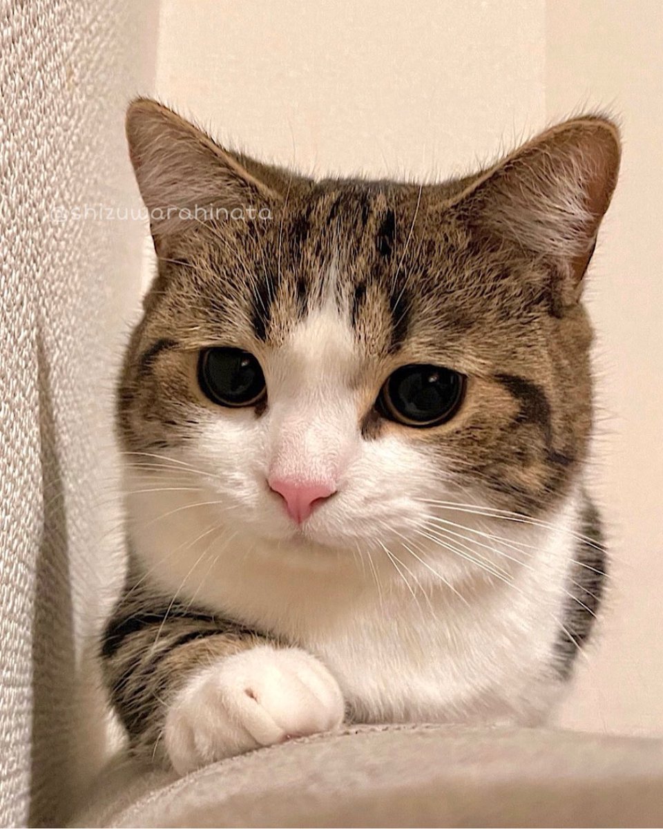 NekonaviJP's tweet photo. 【今日のにゃんこ】

お顔がもちもちしてる

ひなた@shizuwarahinata https://t.co/KEFhteU05v