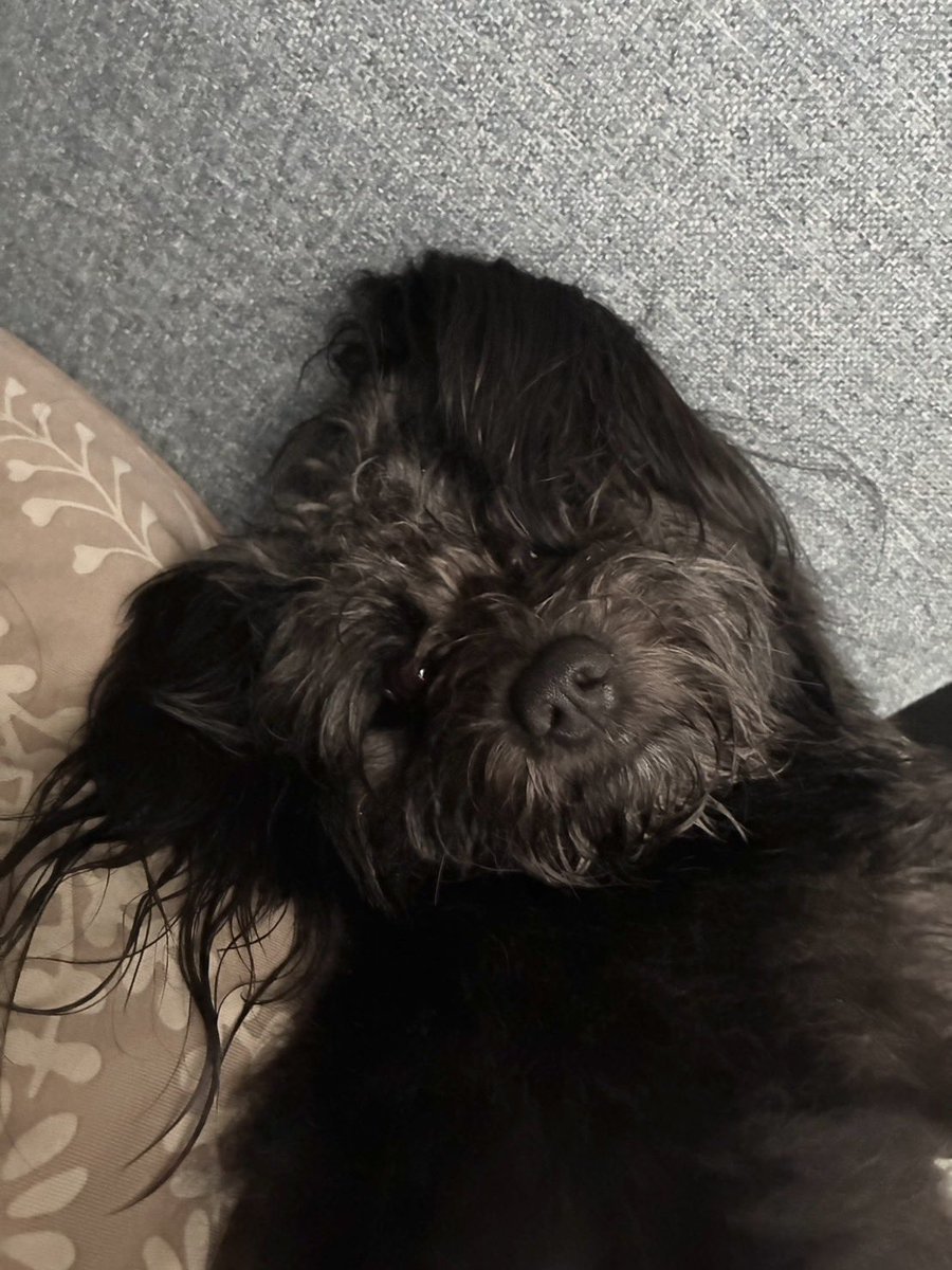 krkm0825's tweet photo. 角度を見せるけもの。
 #ポメプー #犬のいる暮らし #くろけも https://t.co/U8zy7nk4lQ